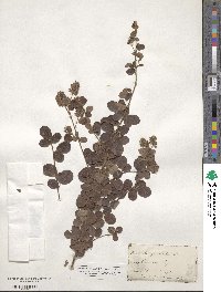 Lespedeza hirta image