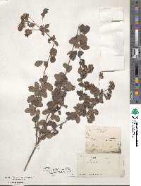 Lespedeza hirta image