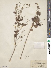 Lespedeza hirta image