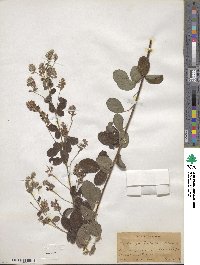 Lespedeza hirta image