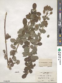 Lespedeza hirta image