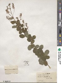 Lespedeza hirta image