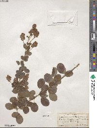 Lespedeza hirta image