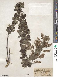 Lespedeza hirta image