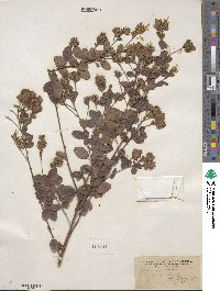 Lespedeza hirta image