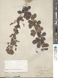 Lespedeza hirta image