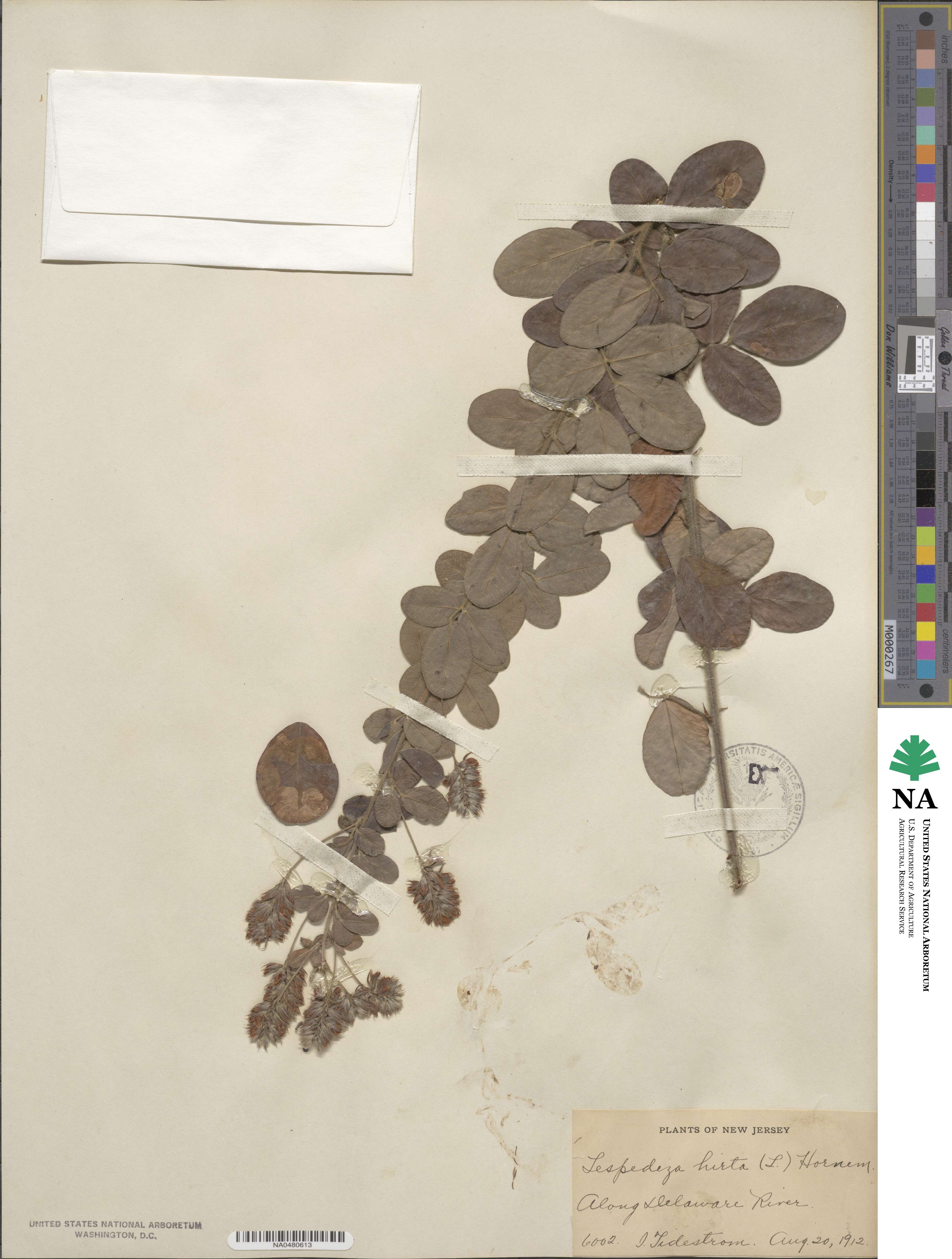 Lespedeza hirta image