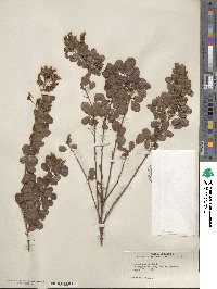 Lespedeza hirta image