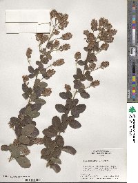 Lespedeza hirta image