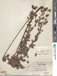 Lespedeza hirta image