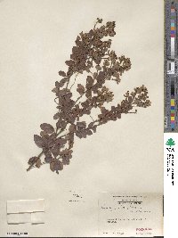 Lespedeza hirta image