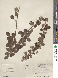 Lespedeza hirta image