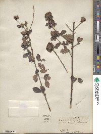 Lespedeza hirta image