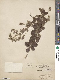 Lespedeza hirta image