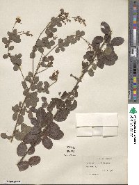 Lespedeza hirta image