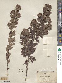 Lespedeza hirta image