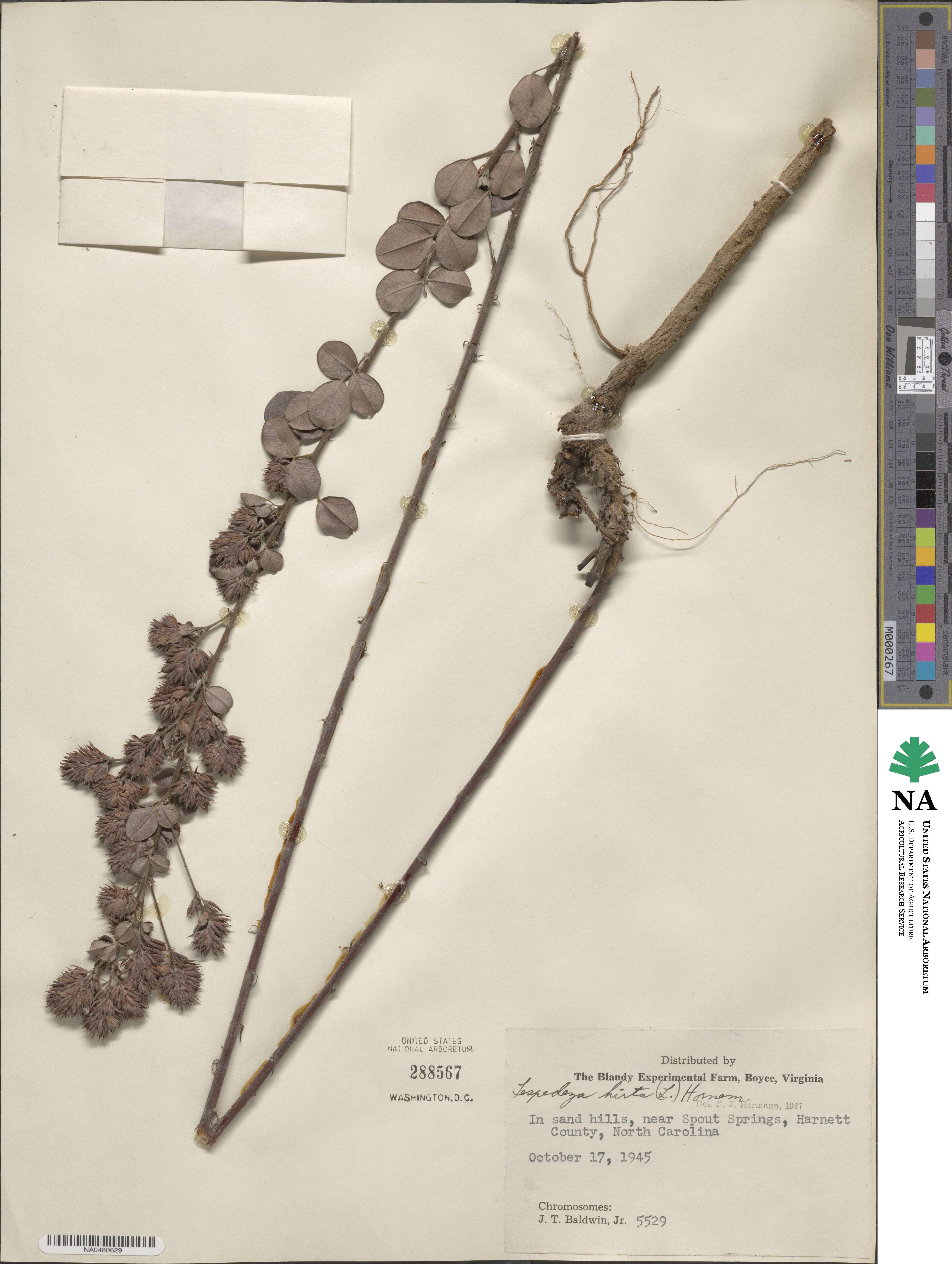 Lespedeza hirta image