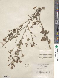 Lespedeza hirta image