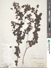 Lespedeza hirta image