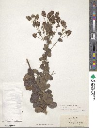 Lespedeza hirta image