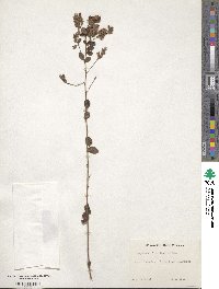 Lespedeza hirta image