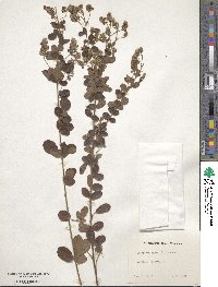 Lespedeza hirta image