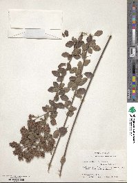 Lespedeza hirta image