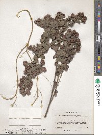 Lespedeza hirta image