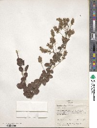 Lespedeza hirta image