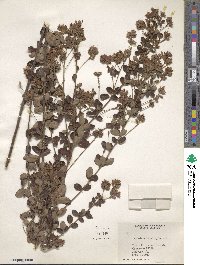 Lespedeza hirta image