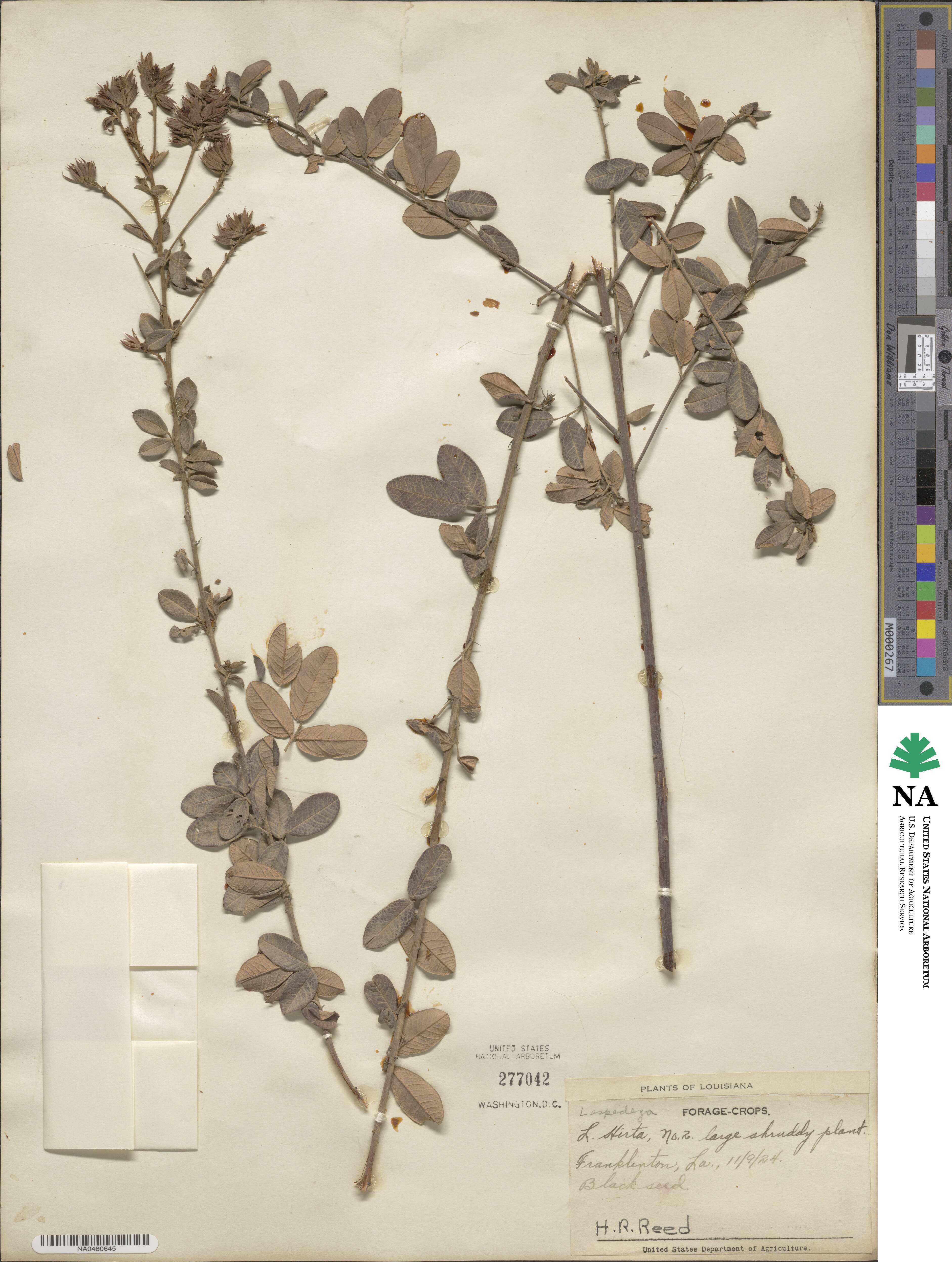 Lespedeza hirta image