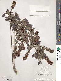 Lespedeza intermedia image