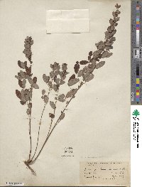 Lespedeza intermedia image