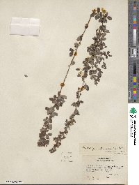 Lespedeza intermedia image