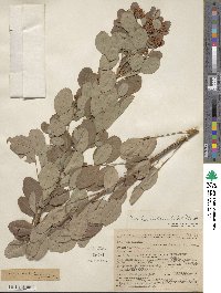 Lespedeza intermedia image