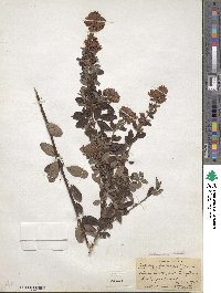 Lespedeza intermedia image