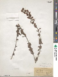 Lespedeza intermedia image