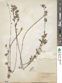 Lespedeza intermedia image