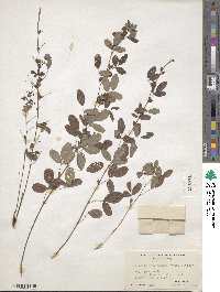 Lespedeza intermedia image