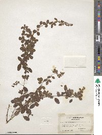 Lespedeza intermedia image