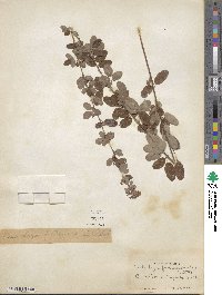 Lespedeza intermedia image