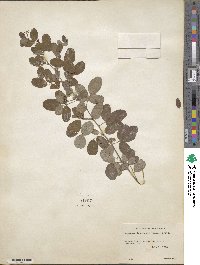 Lespedeza intermedia image