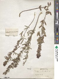 Lespedeza intermedia image