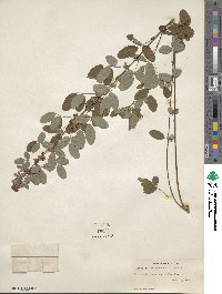 Lespedeza intermedia image