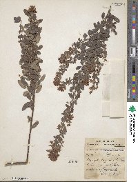 Lespedeza intermedia image