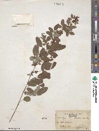 Lespedeza intermedia image