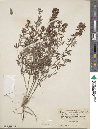 Lespedeza intermedia image