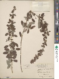 Lespedeza intermedia image