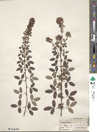 Lespedeza intermedia image