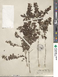 Lespedeza intermedia image